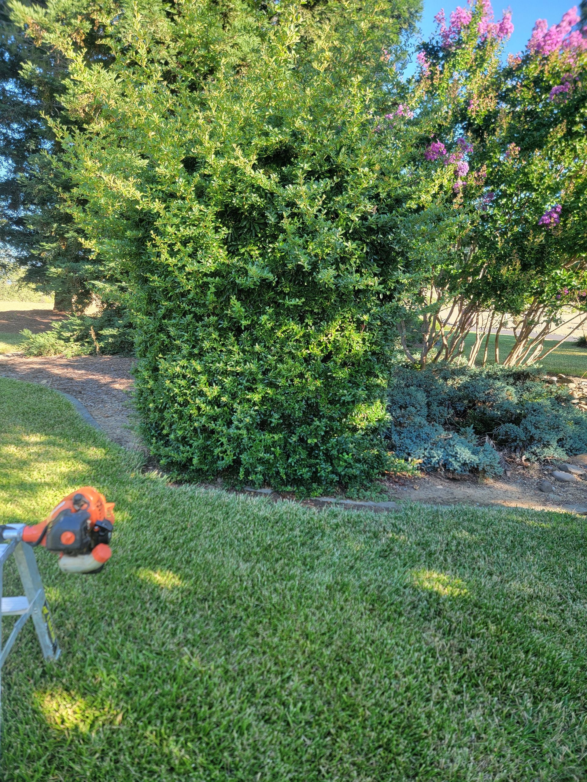 A lawn mower is sitting in the grass next to a bush.