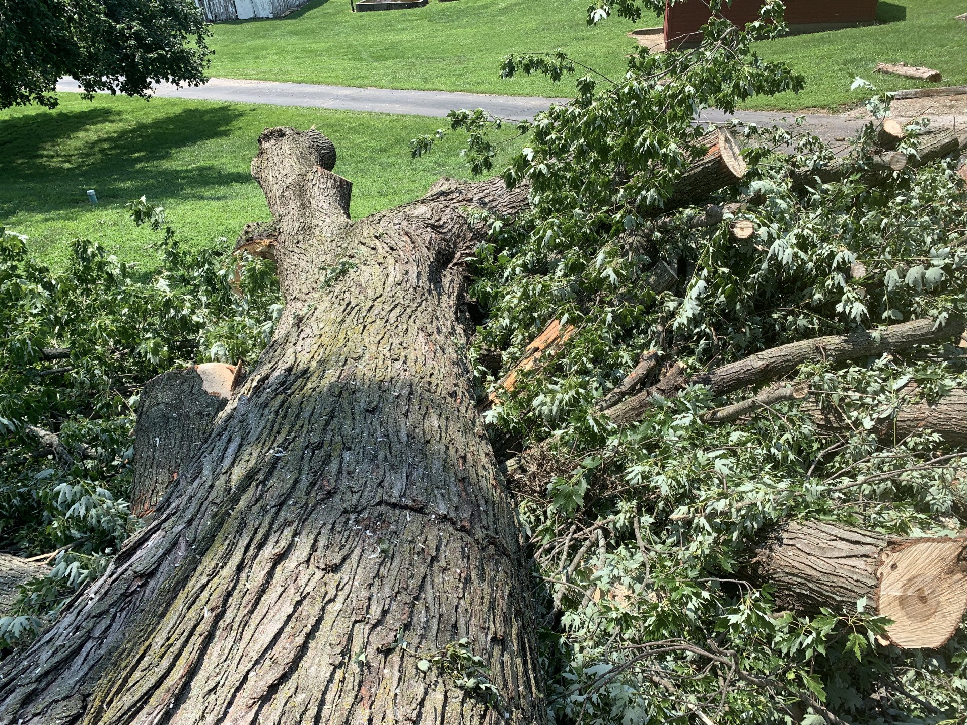 Reliable Tree Removal Kansas City, MO Jay's Pro Arborist Care LLC