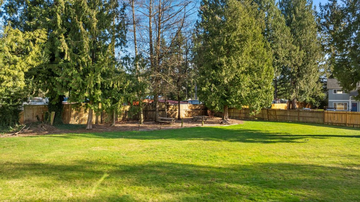 A large lawn with trees and a fence in the background.