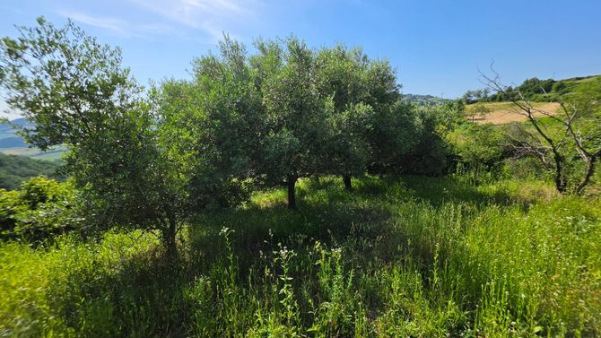 Un prato verde e soleggiato con alberi e arbusti sotto un cielo azzurro e limpido.