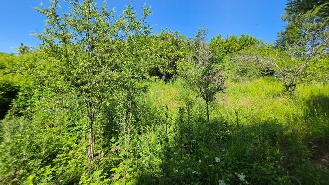 Arbusti e alberi verdi illuminati dal sole su un pendio sotto un cielo azzurro brillante