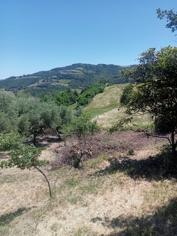 Collina soleggiata con alberi e arbusti sparsi sotto un cielo azzurro e limpido.