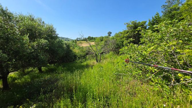 Un rigoglioso giardino verde con erba alta, alberi e un cielo azzurro brillante in una giornata di sole.