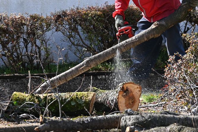 Una persona con una giacca rossa taglia un ramo d'albero con una motosega all'aperto.