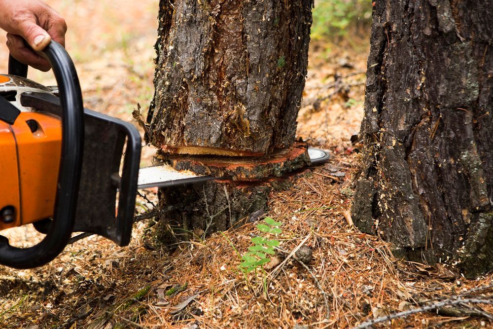 Una motosega taglia il tronco di un albero alla base in una zona boschiva.