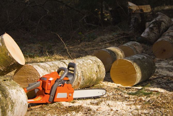 Motosega arancione su tronchi tagliati in una zona boschiva, con tronchi d'albero appena segati nelle vicinanze.