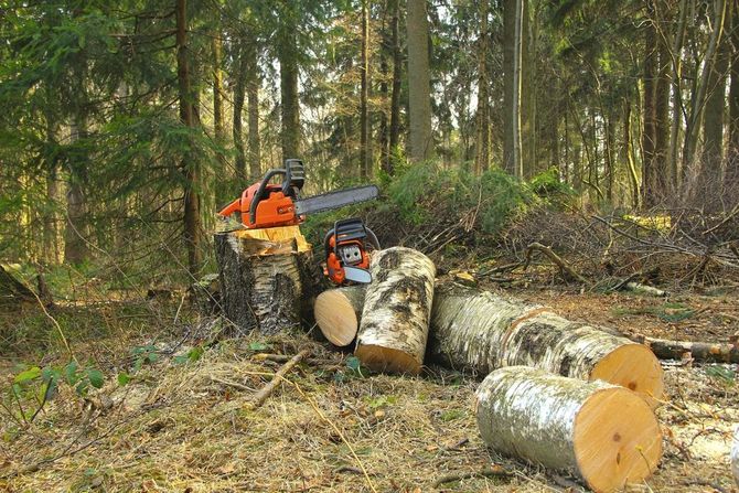 Un operaio con indumenti di sicurezza arancioni taglia tronchi caduti in una foresta con una motosega.