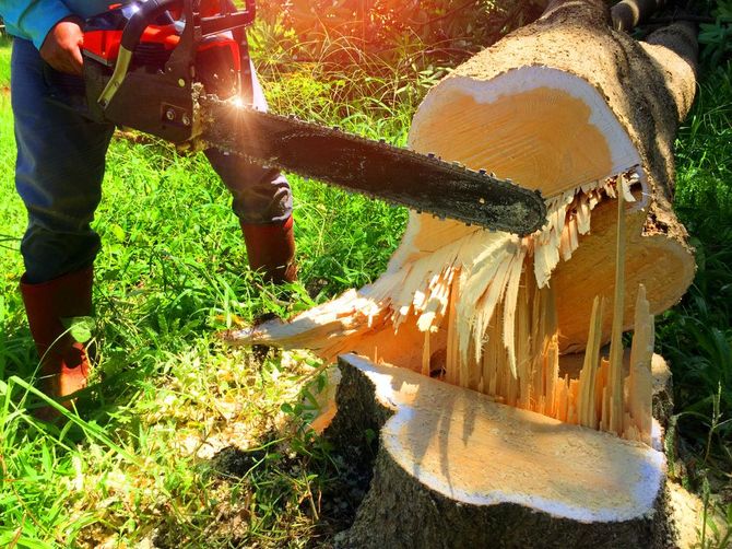 Una motosega taglia il tronco di un albero caduto, con schegge di legno che volano in un'area erbosa all'aperto.