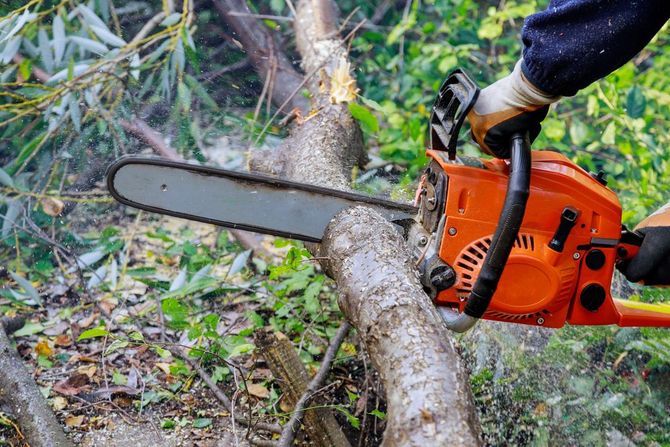 Una persona taglia un albero caduto con una motosega arancione in una zona boschiva.