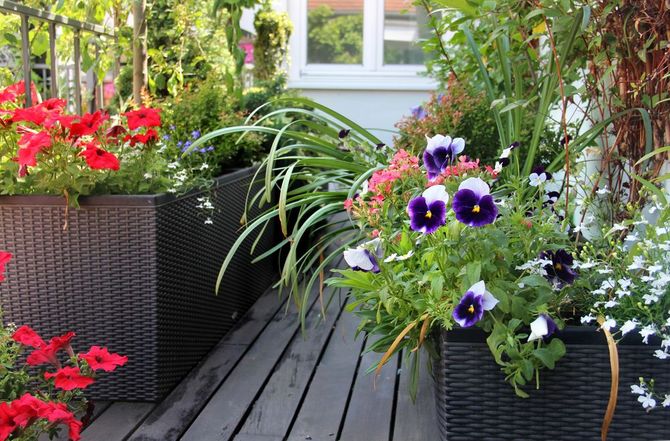 Patio fiorito con vasi neri, gerani rossi, fiori viola e una terrazza in legno grigio.