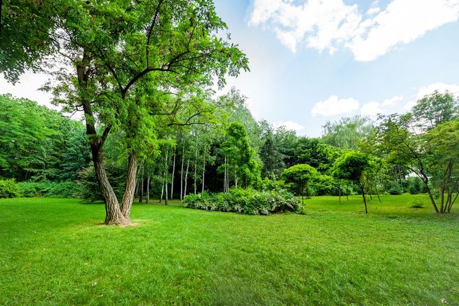 Un parco lussureggiante e verdeggiante con alberi, erba e un cielo azzurro brillante.