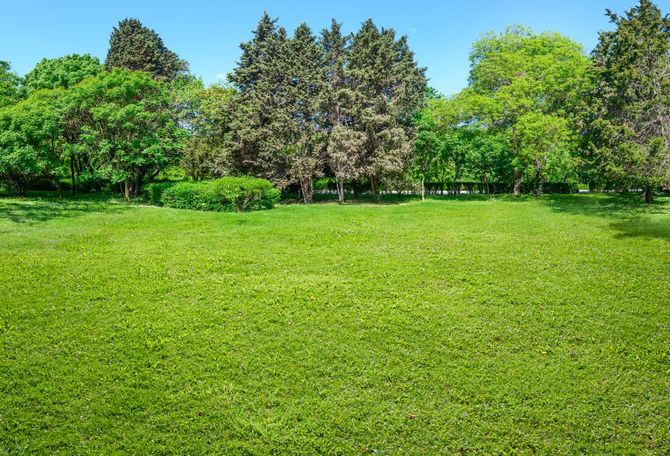 Prato erboso di un parco con alberi verdi sotto un cielo azzurro brillante