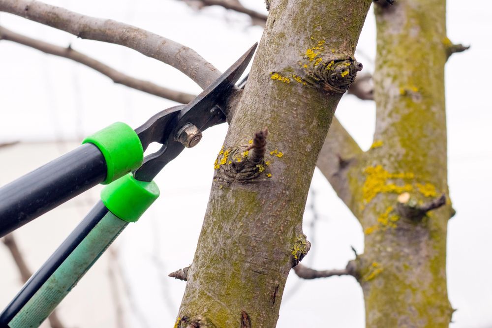 Forbici da giardino con manici verdi che potano un ramo d'albero vicino al tronco