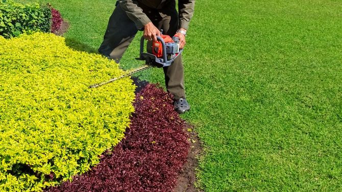 Un giardiniere pota una siepe rossa accanto a un prato verde brillante e a cespugli gialli.