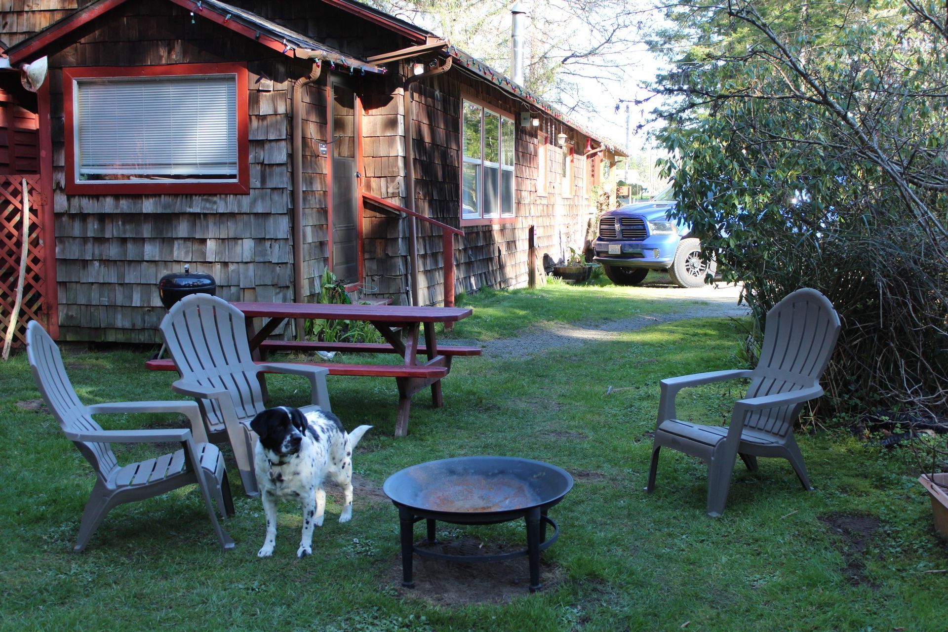 Dog in a grassy yard with two chairs, a picnic table, and a rustic house in the background
