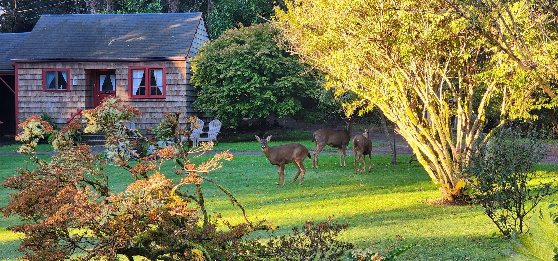 Deer grazing on a sunlit lawn beside a small stone cottage and tree in a green garden.