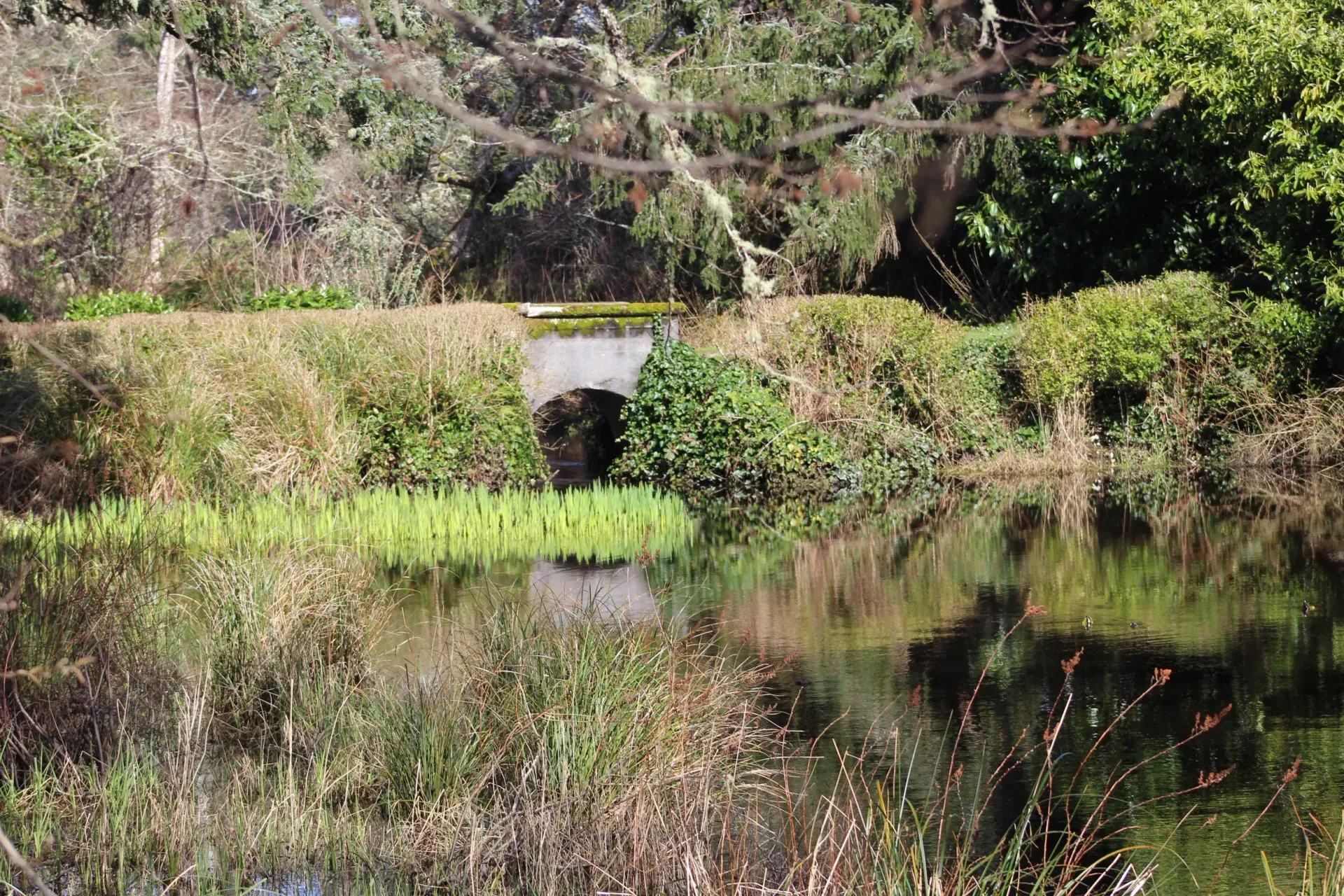 Small stone culvert under a path beside a calm pond, surrounded by dense green vegetation and reflections