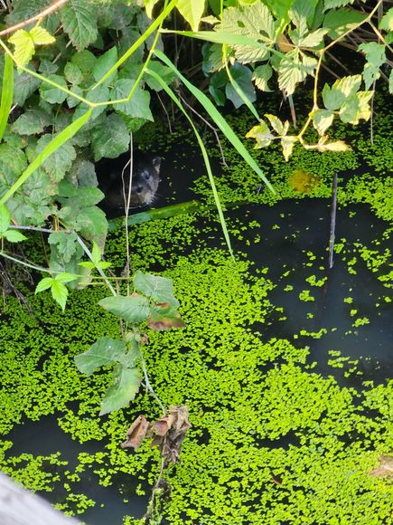 Dense green duckweed covering dark pond water beneath overhanging leaves and vines