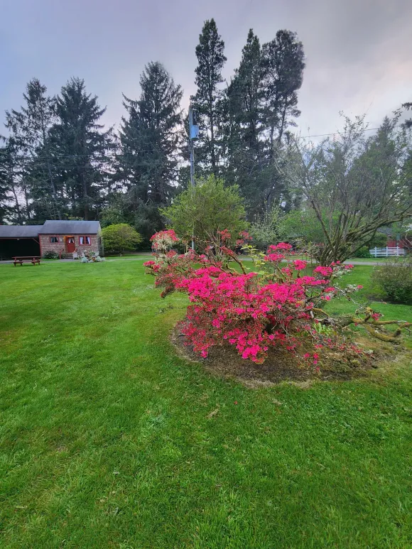 Lush green lawn with a bright pink flowering bush, tall trees, and a small shed in the background.