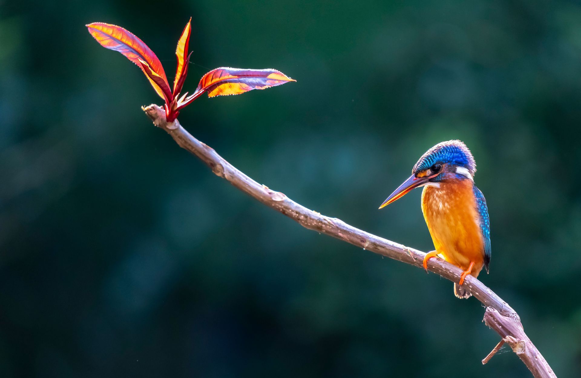 Blue-and-orange kingfisher perched on a branch against a blurred green background
