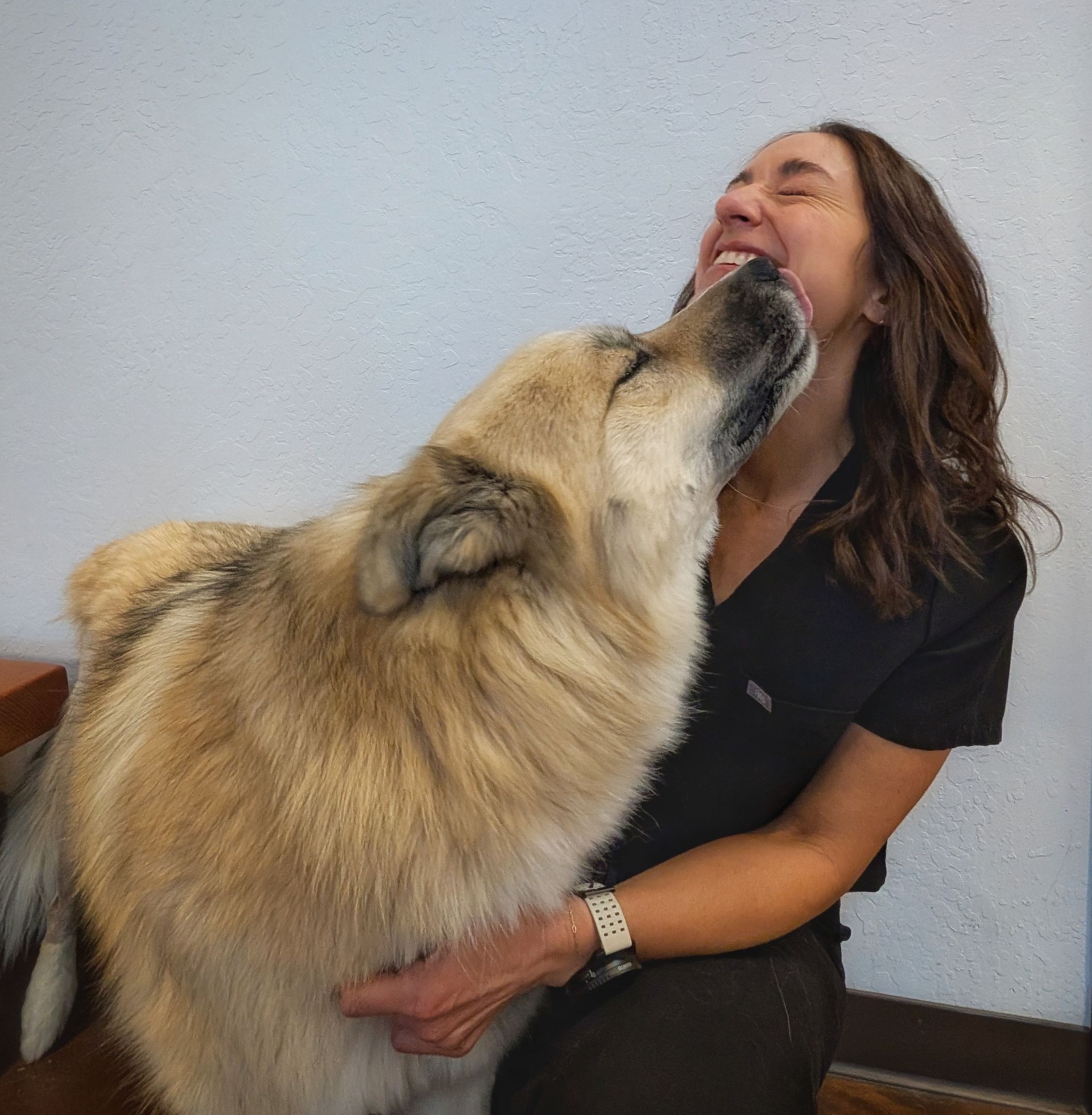 Woman laughing, being playfully nuzzled by a large, light-colored dog.