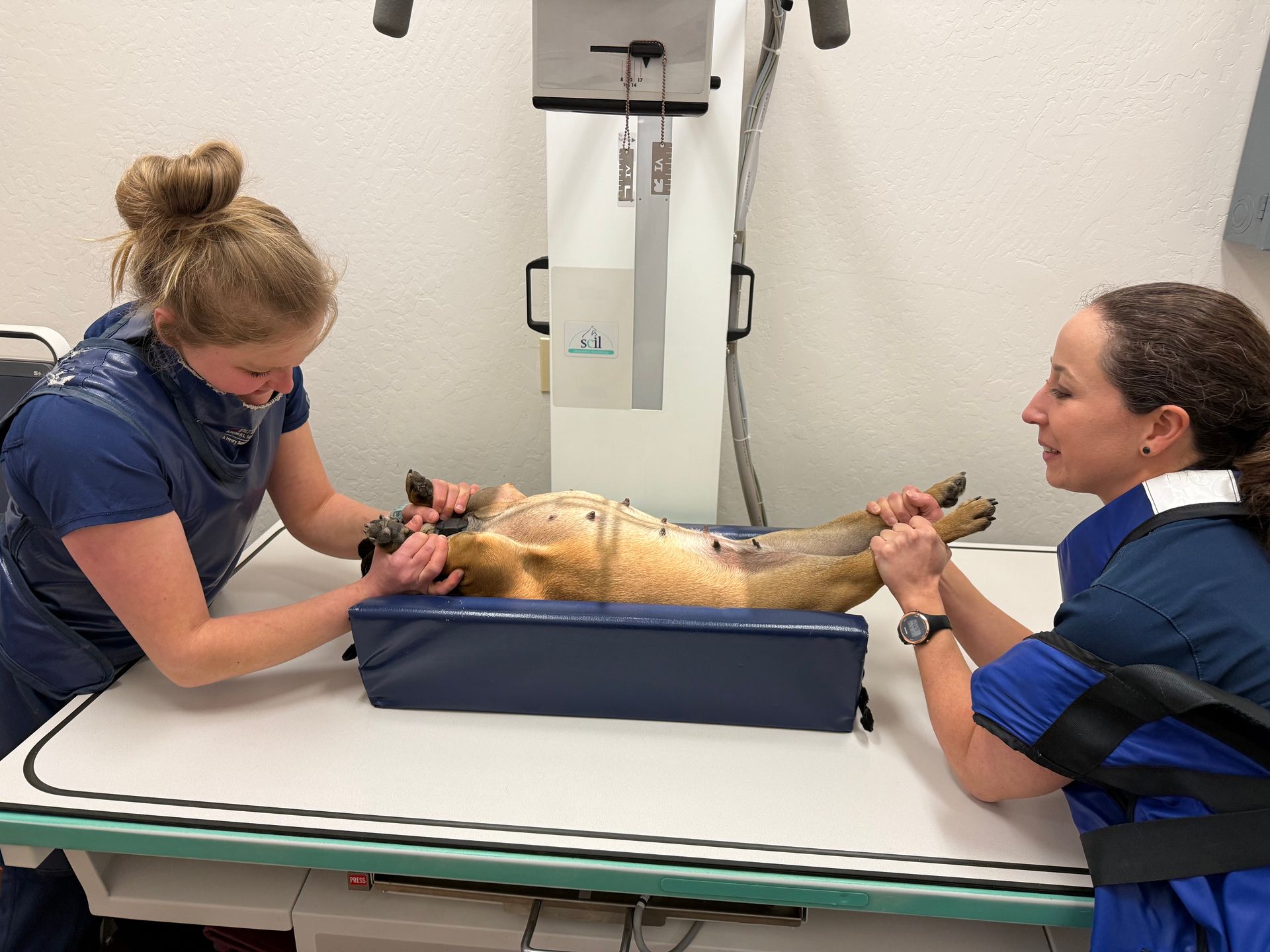 Two women are getting an x-ray of a dog in a veterinary clinic.