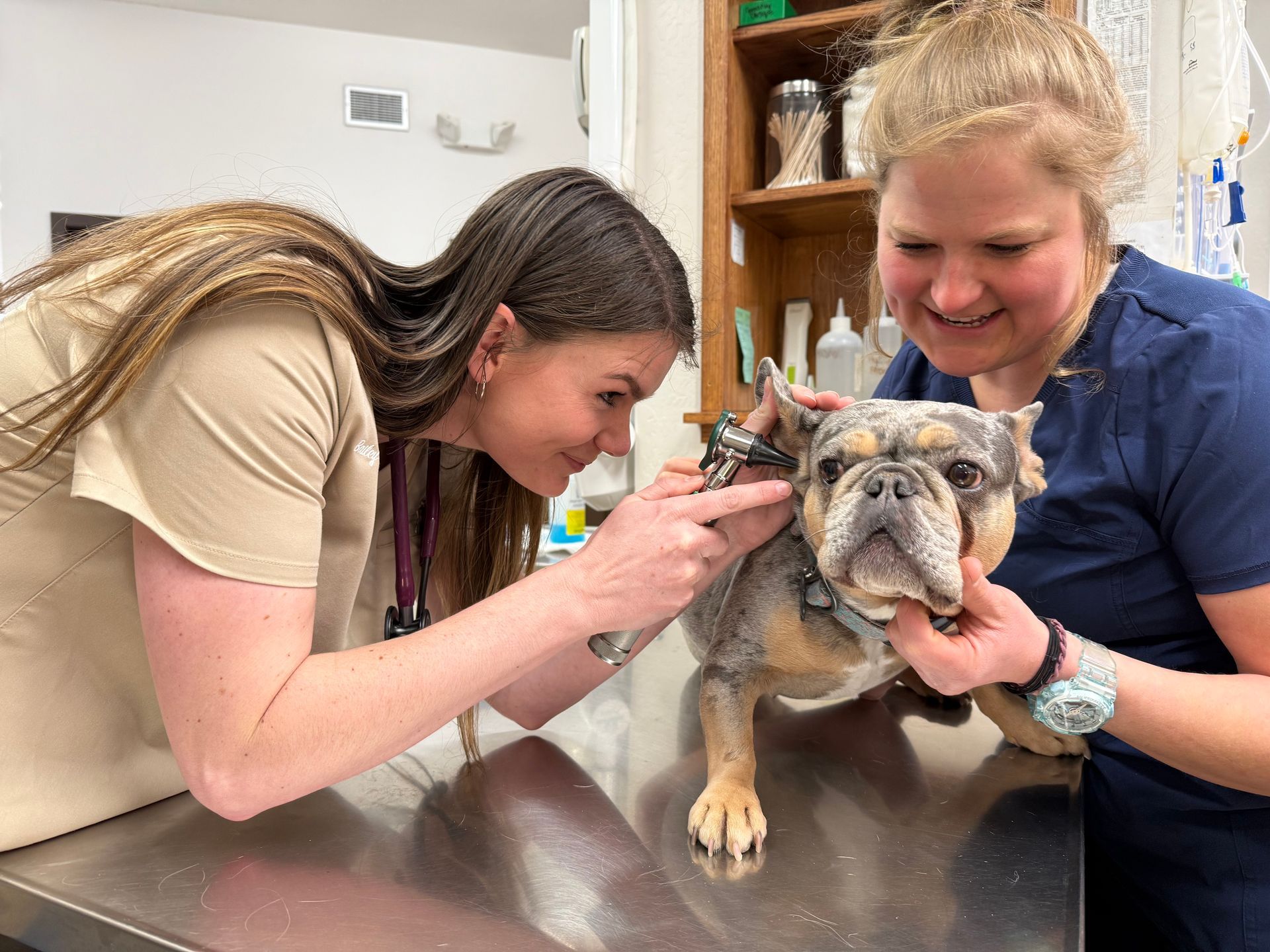 Two women are examining a dog with a stethoscope in a veterinary office.