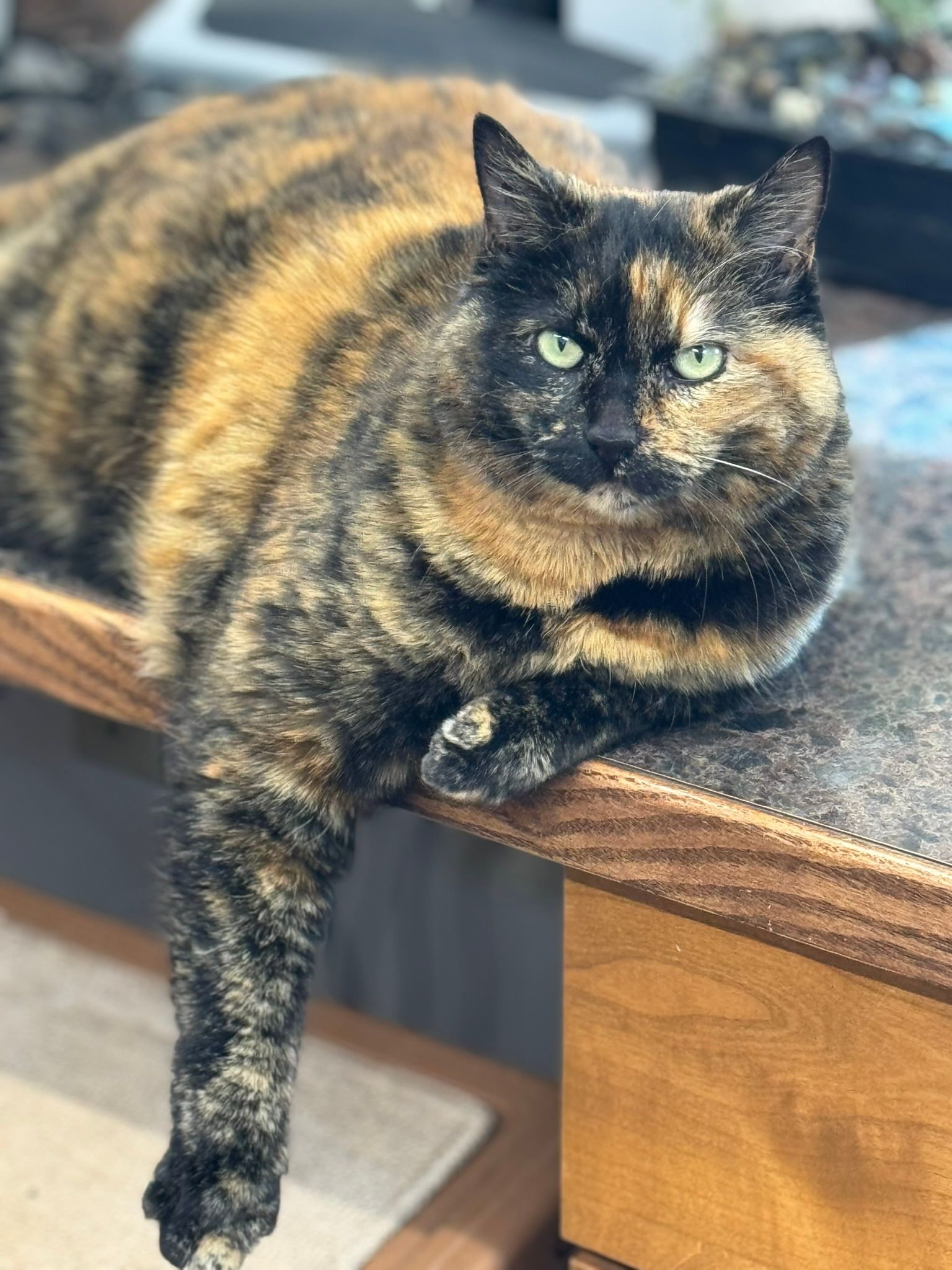 a cat with green eyes is laying on a counter .