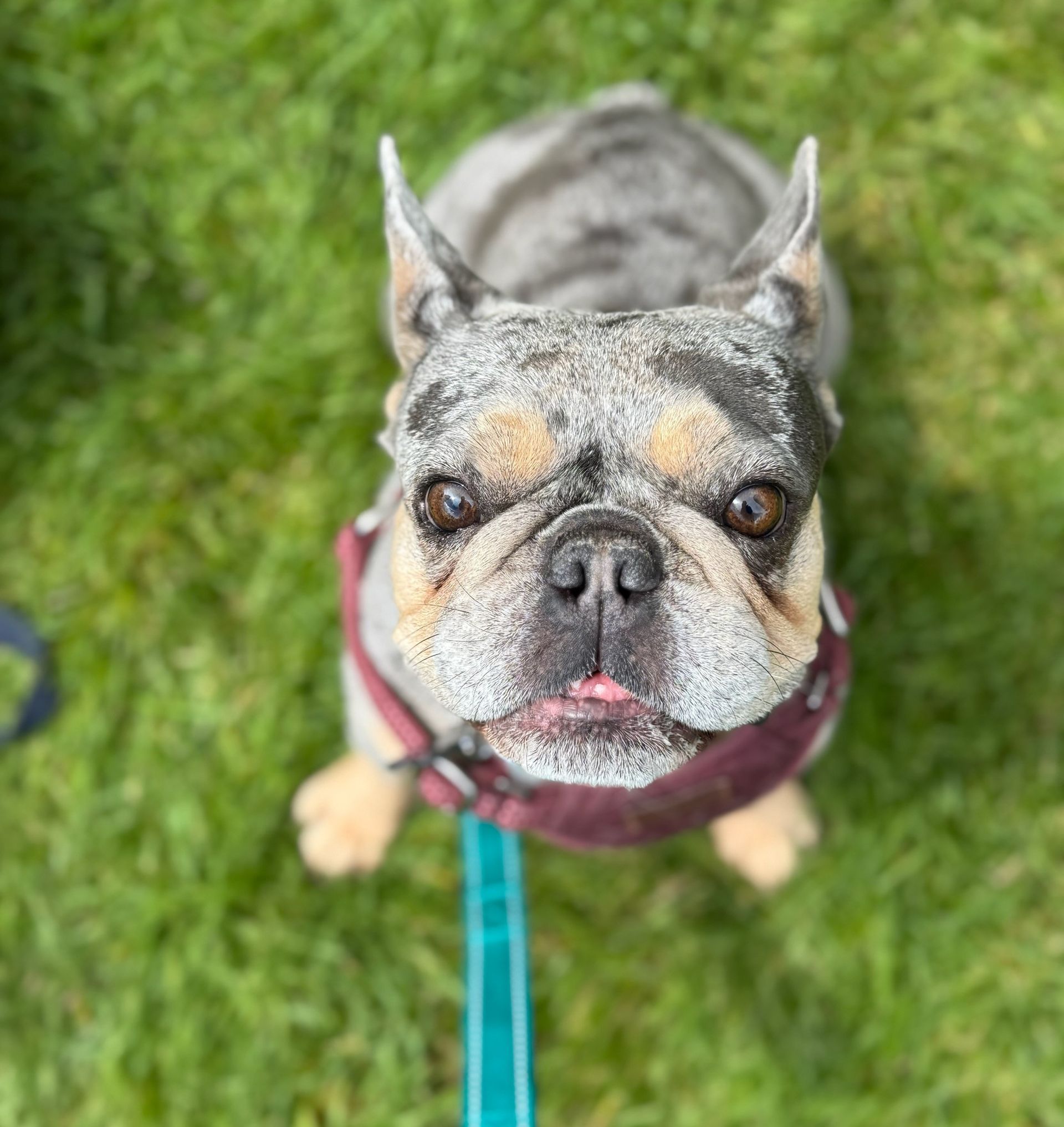 blue and tan merle french bulldog looks up at camera