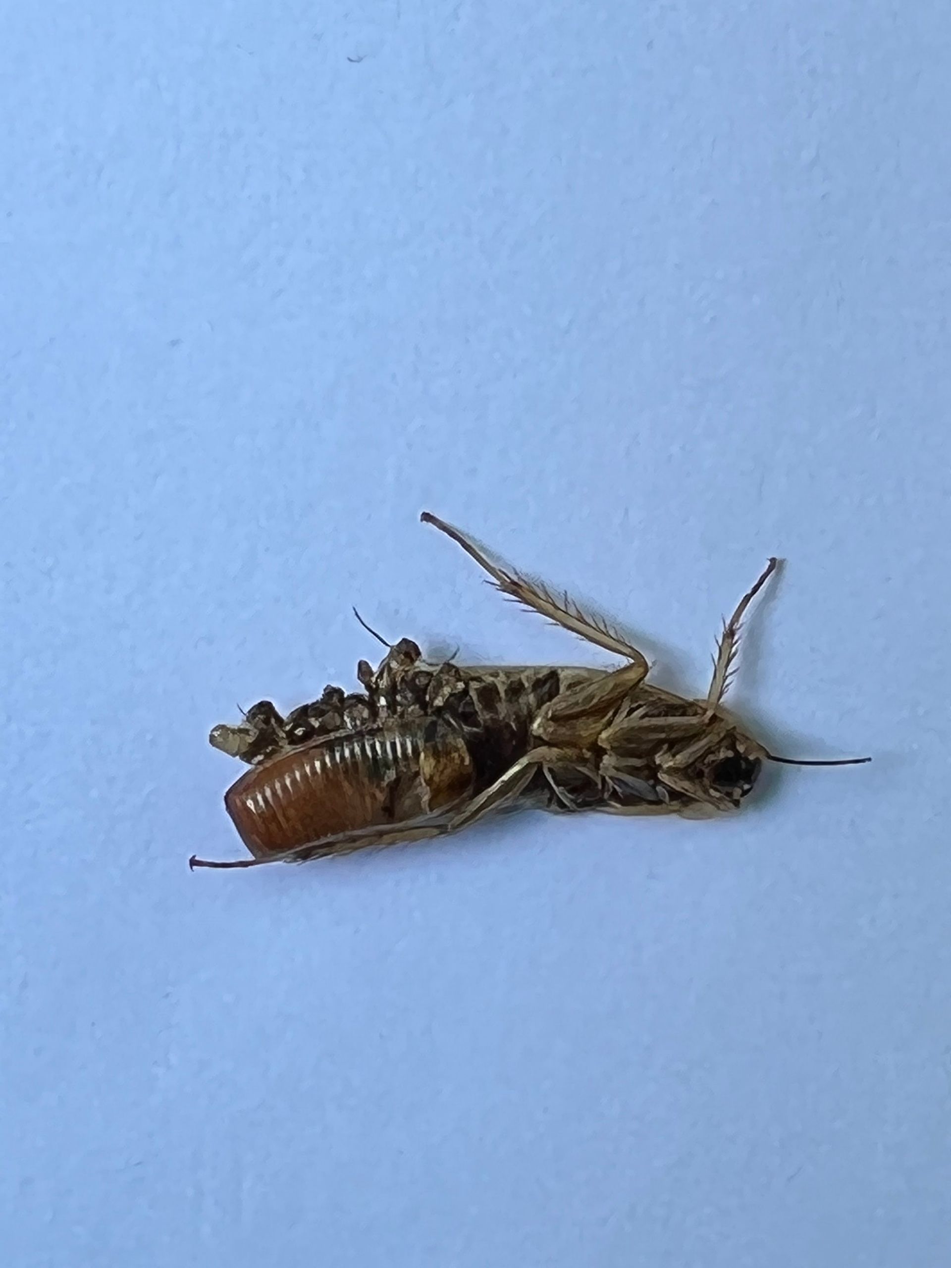 Dead cockroach on a white surface, lying on its back with visible wings and antennae.