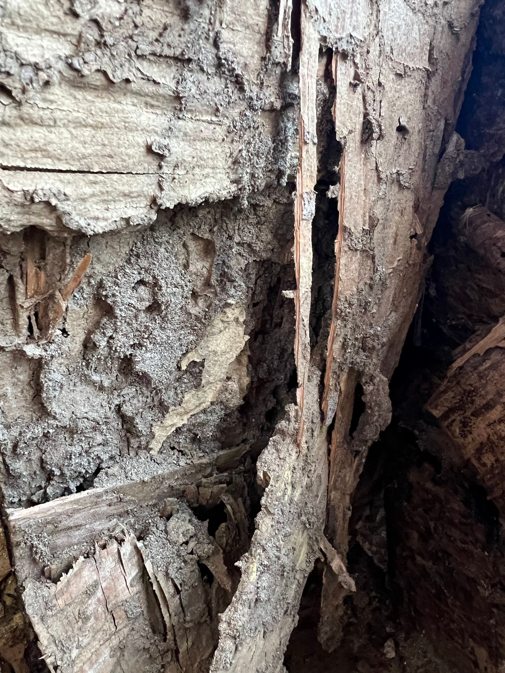 Close-up of decaying wood showing cracks, crumbling texture, and a light brown color.