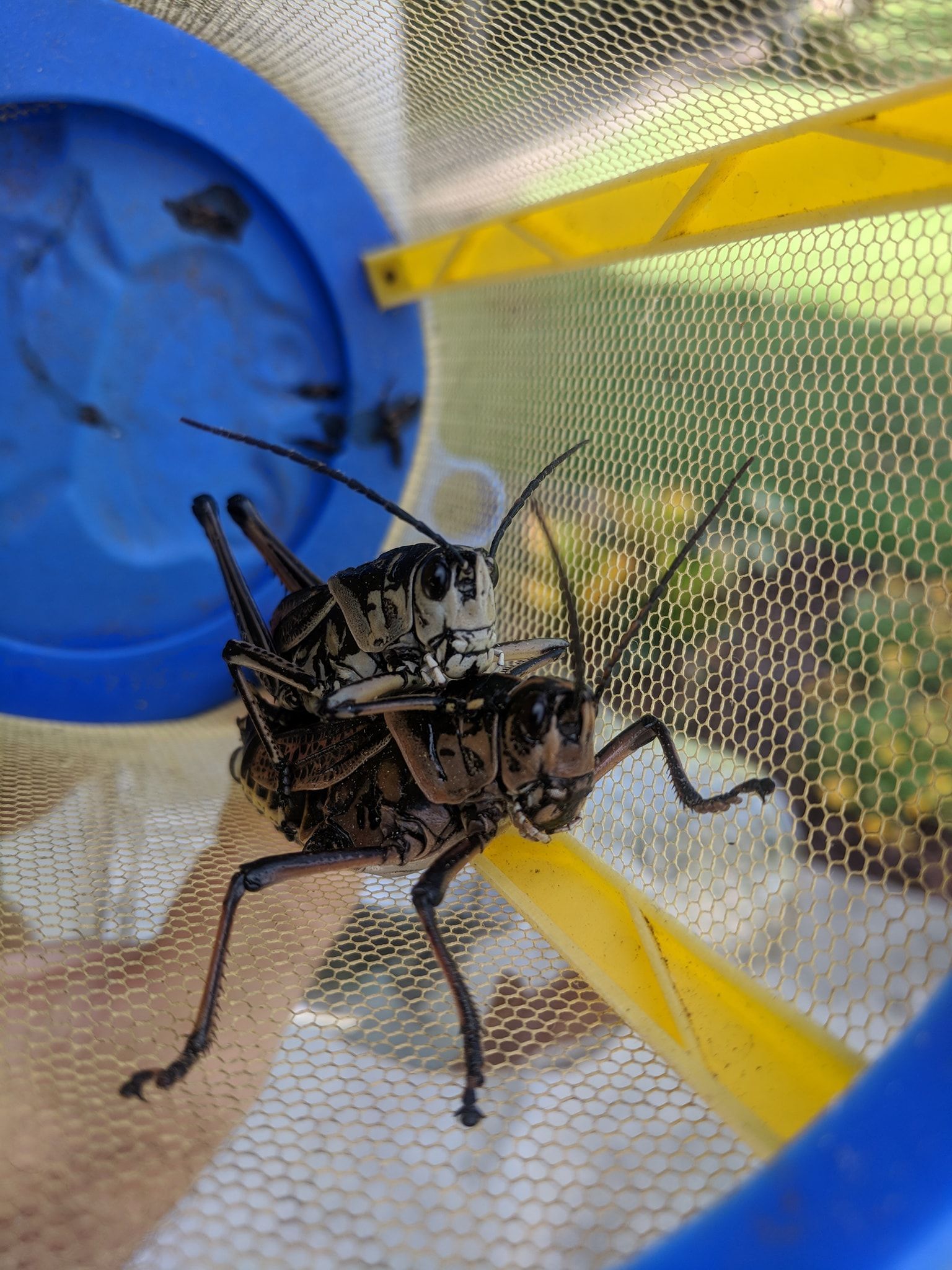 Two black and white grasshoppers mating inside a mesh enclosure with a yellow and blue frame.