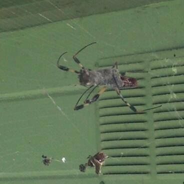 Large spider with yellow legs and dark body, hanging on a web in front of a green wall.