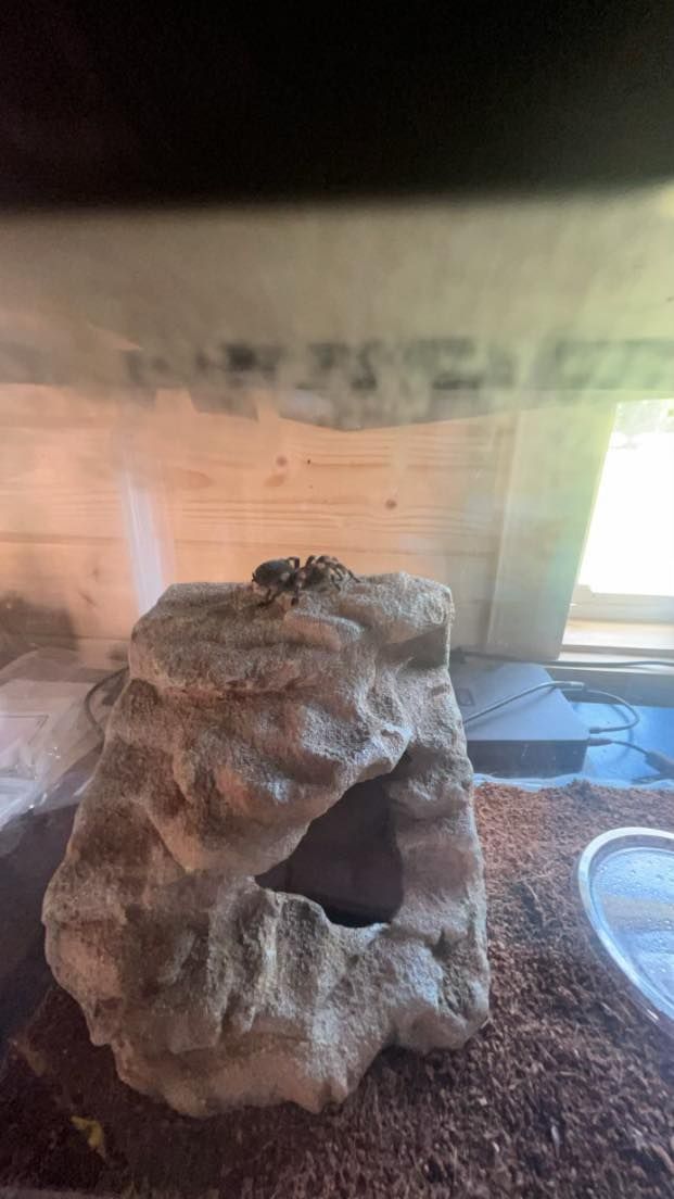 A rock-like hideaway in a reptile enclosure. Brown substrate. Beige structure with a hole.