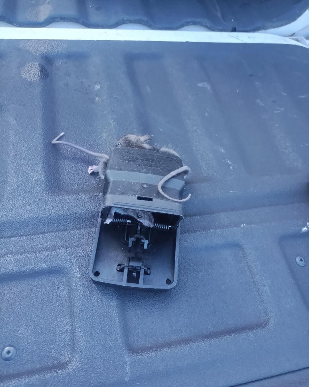 A destroyed black plastic mouse trap lies on a truck bed.