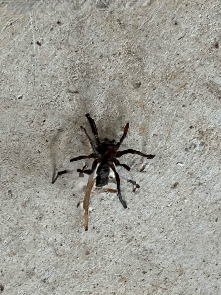 Dark spider on a light-colored concrete surface.