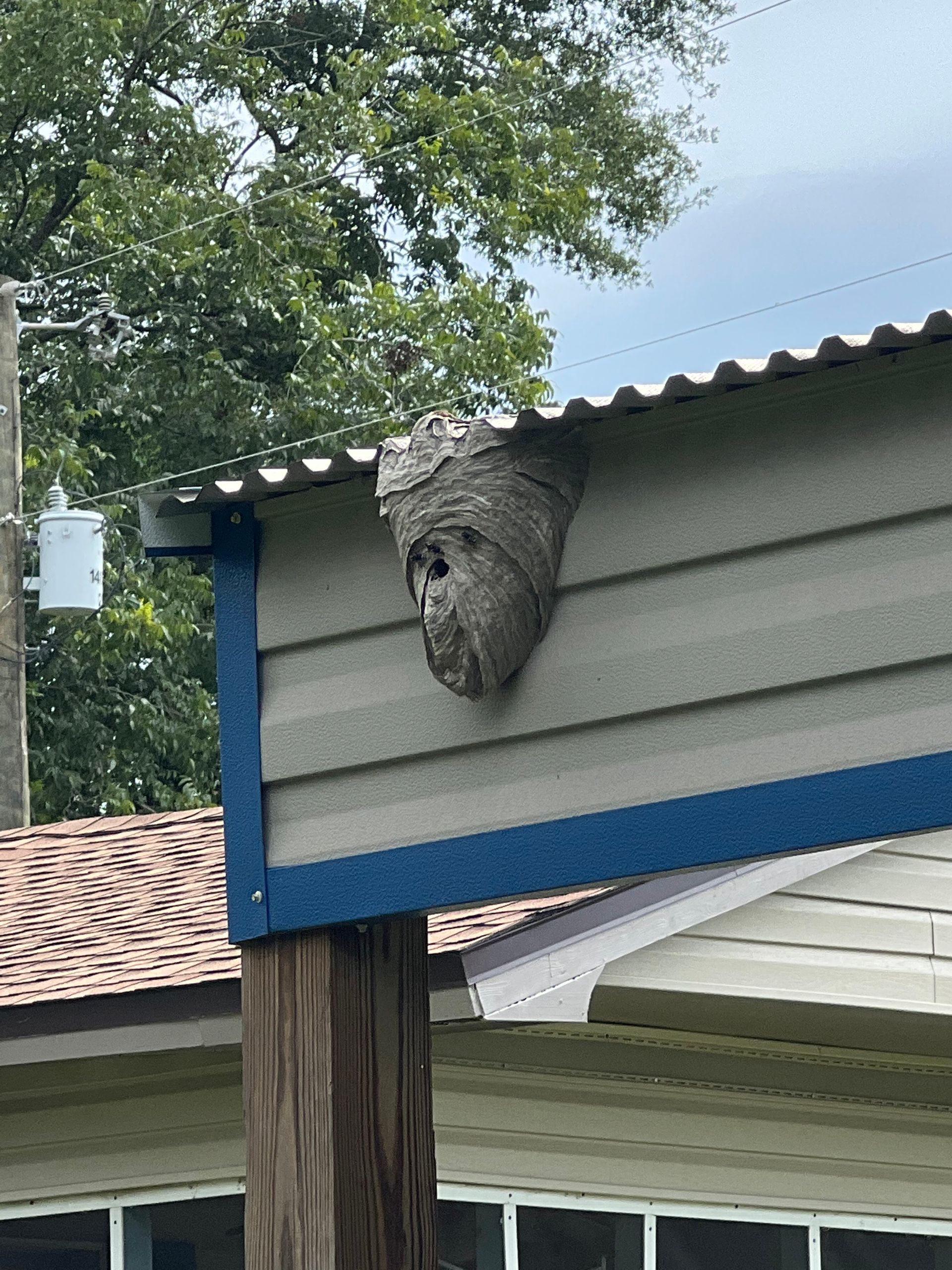 A large, gray wasp nest is attached to a building's blue-trimmed exterior.