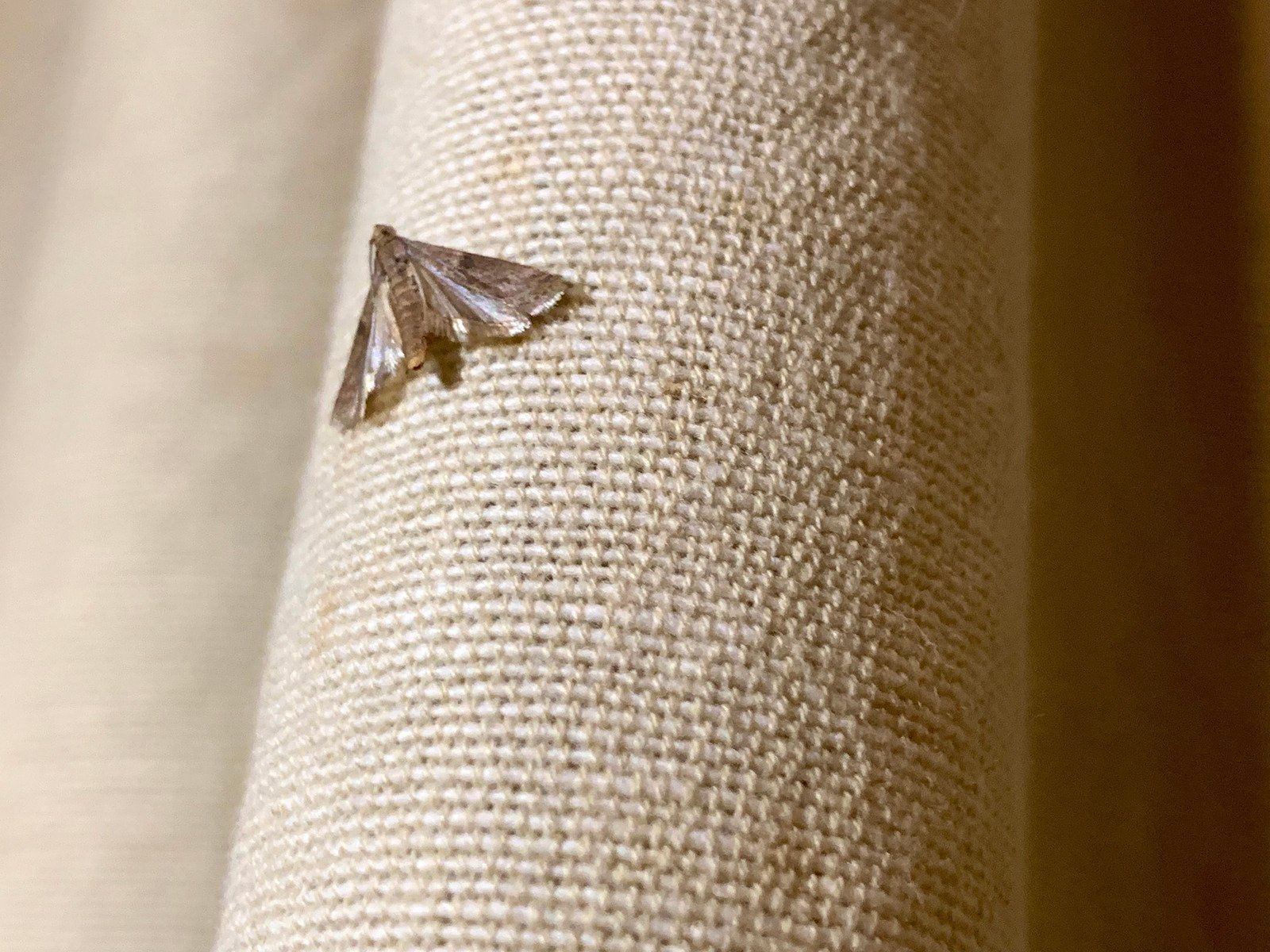 A moth with tan wings rests on a light tan, textured curtain.