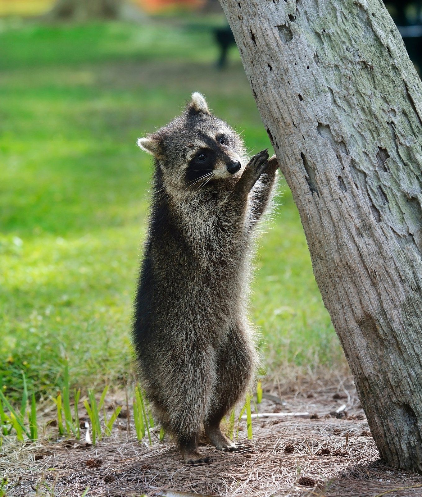 Raccoon standing upright, grasping a tree. Black mask and fur, on grass.