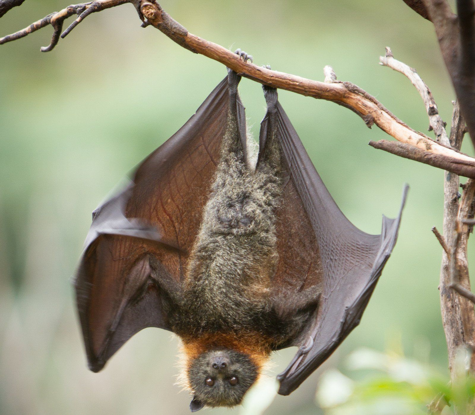 Bat hanging upside down from a tree branch, wings spread. Brown fur and wings. Green background.