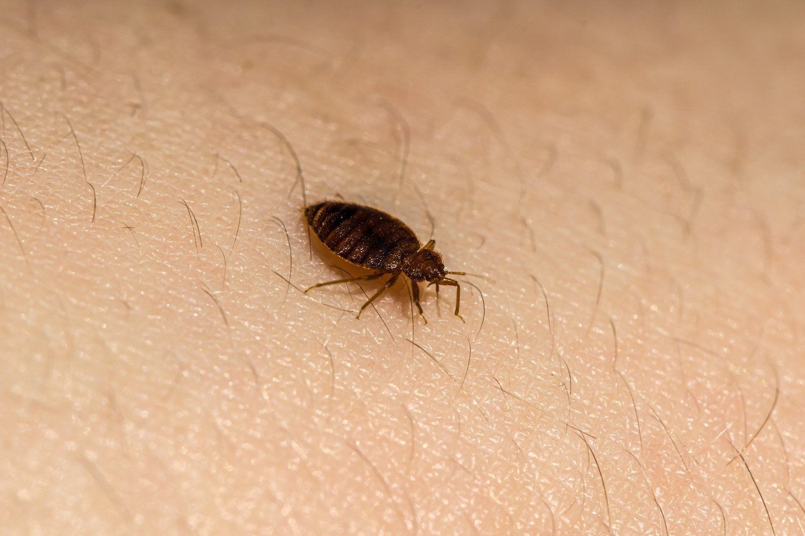 Bed bug crawling on human skin. Brown insect, light skin tone.
