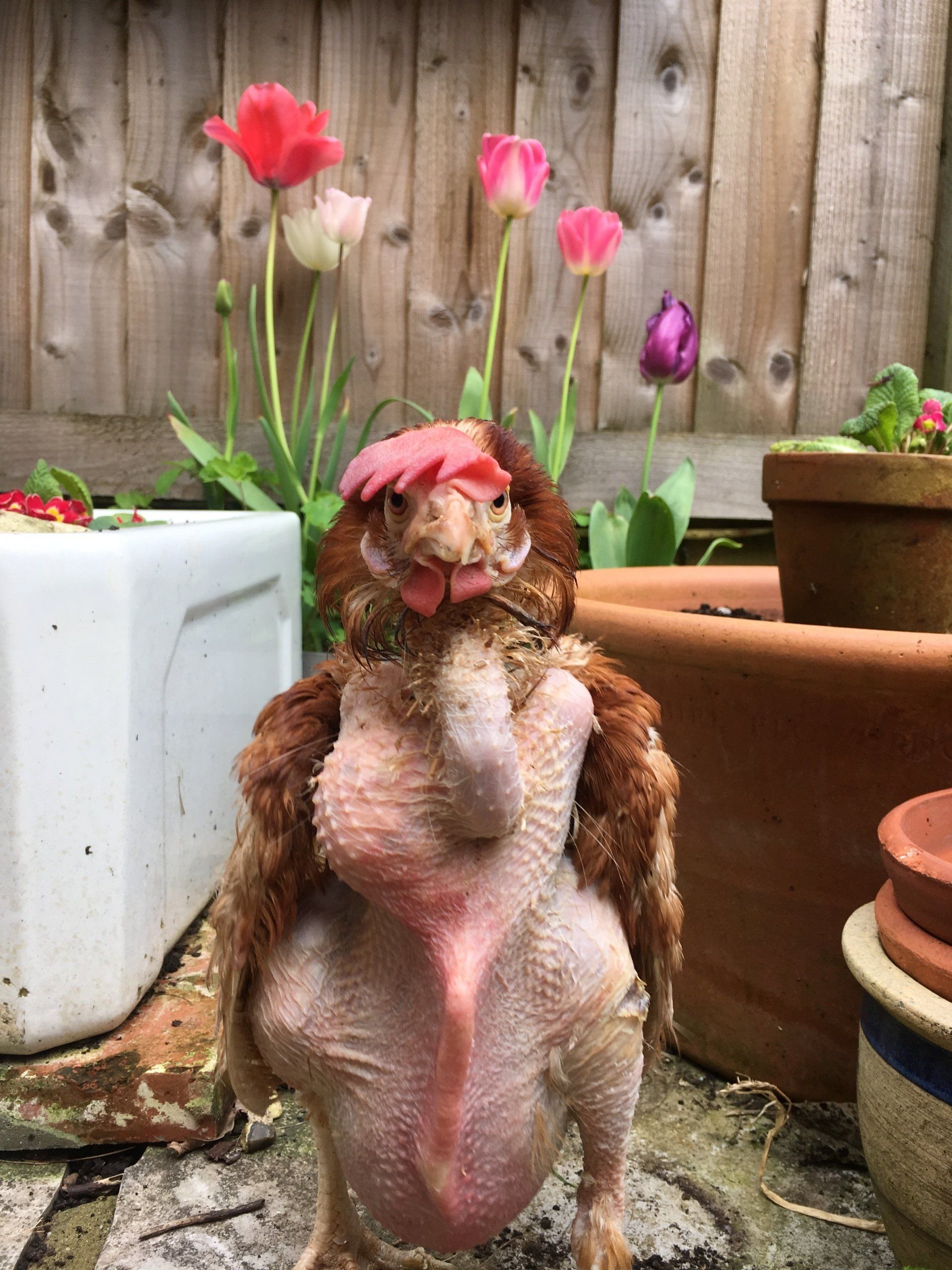 hen crop