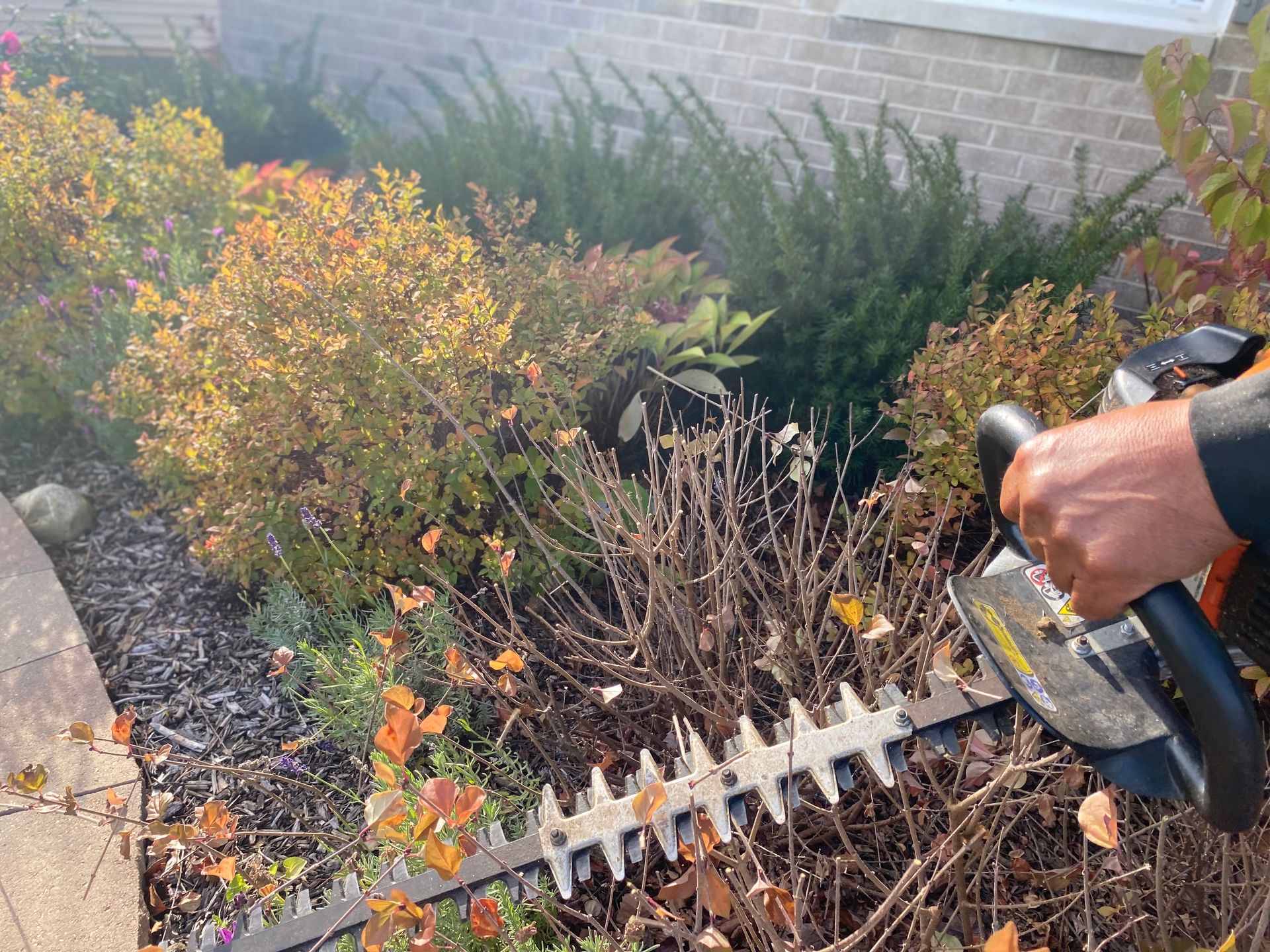 A person is cutting a bush with a hedge trimmer.