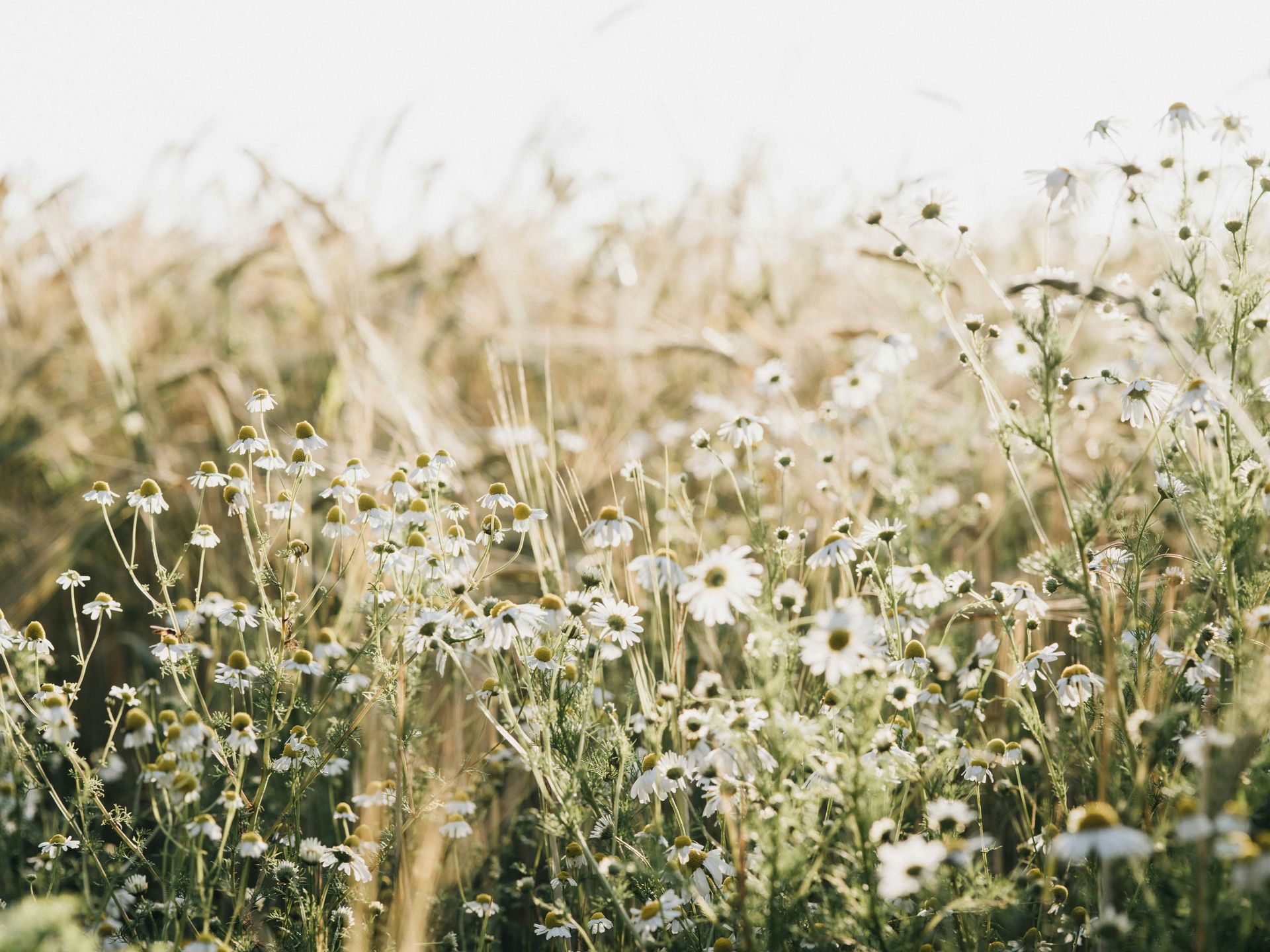 White wildflowers in a sunlit grassy field