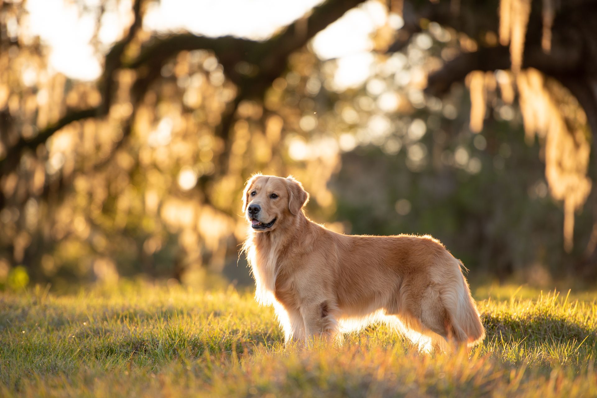 Golden retriever standing in sunlit grass with trees in the background