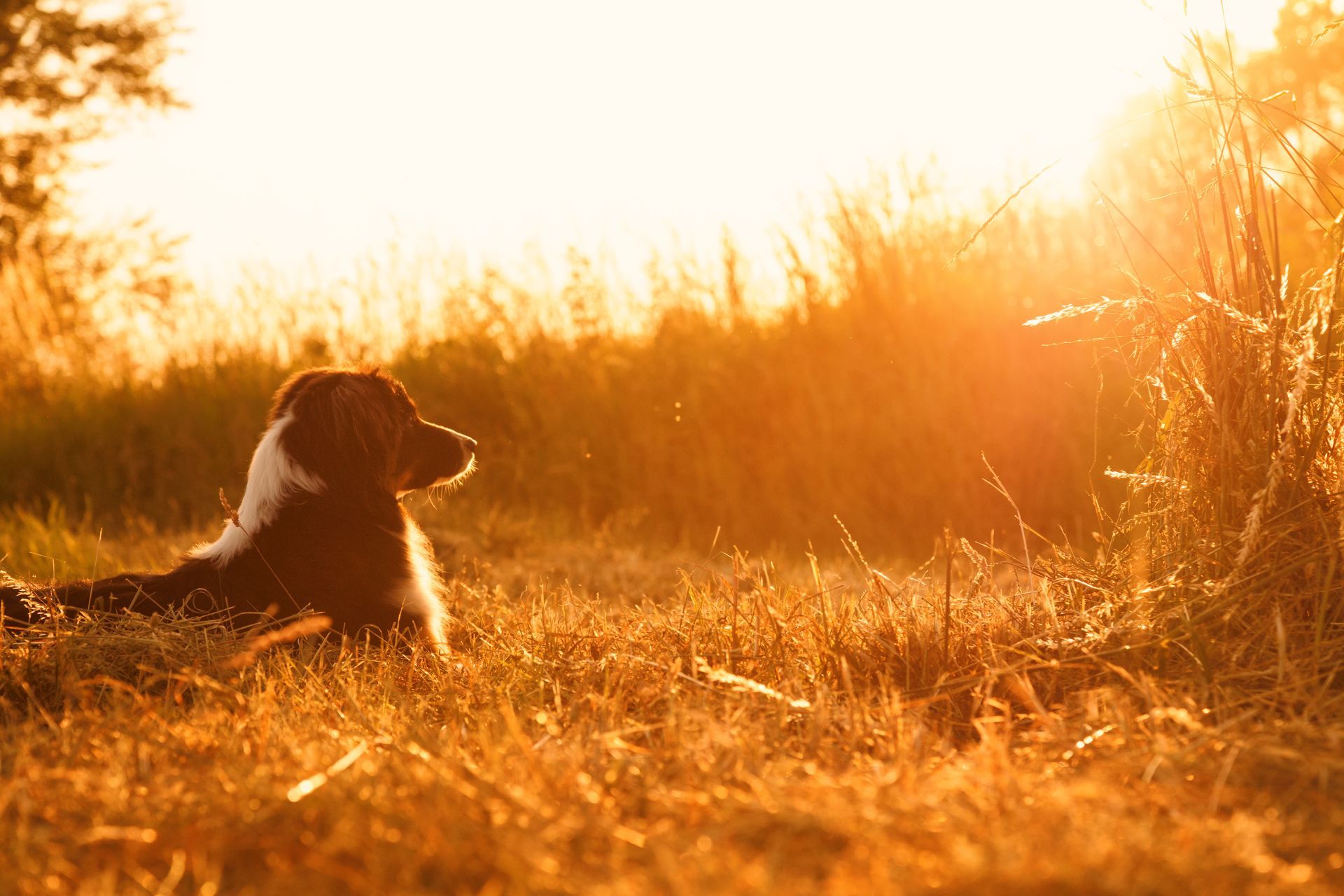 Dog lying in golden grass at sunset, silhouetted by warm orange light