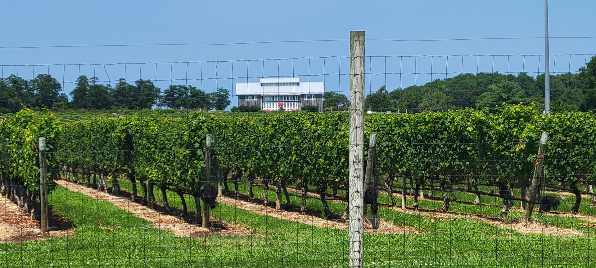 Outdoor View of Kontokosta Vineyard Tasting House in the Midst of Rows of Vines