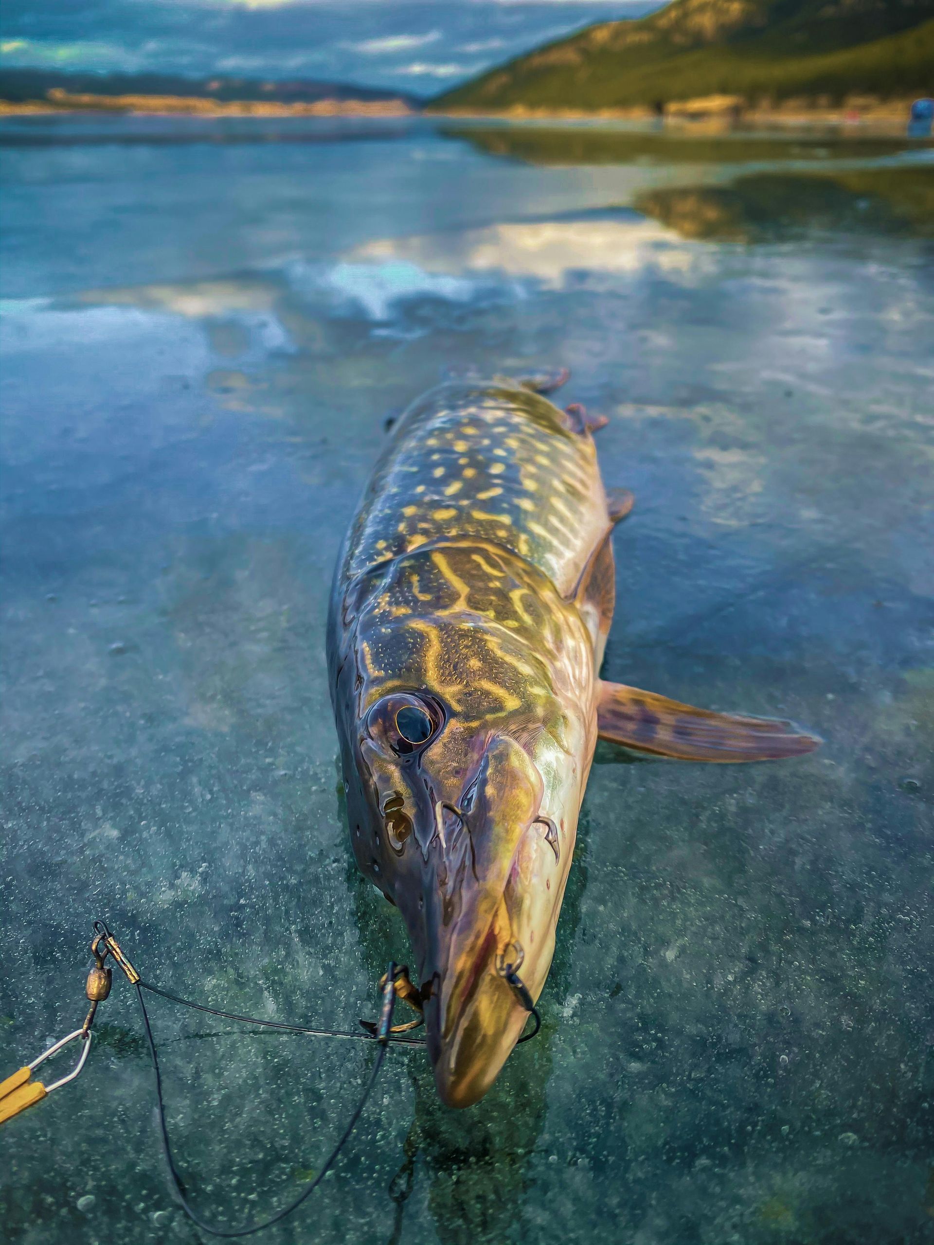 Northern pike fish on icy lake surface with fishing gear. Mountains in background.