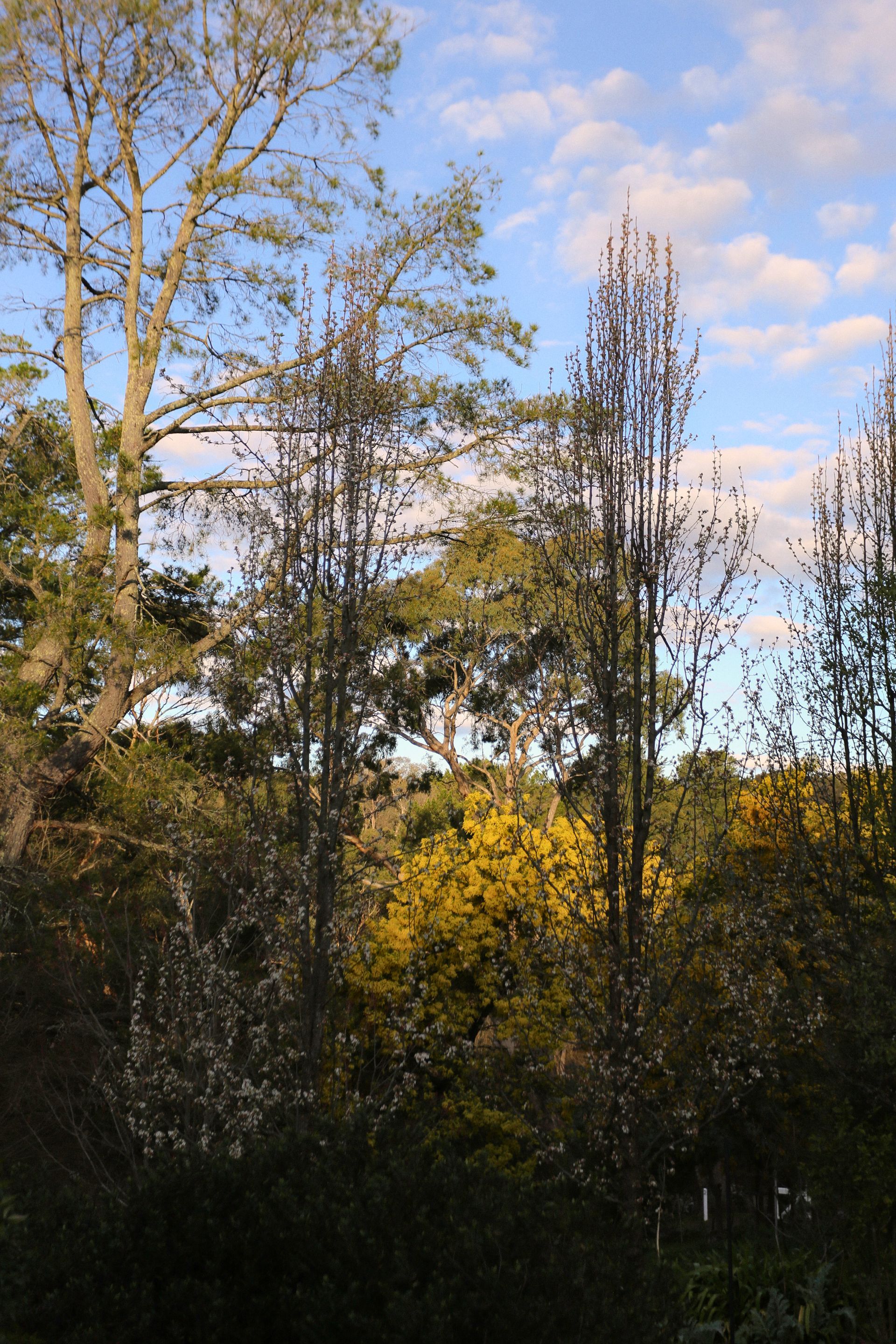 Tall, thin trees in a forest with green and yellow foliage, under a partly cloudy blue sky.