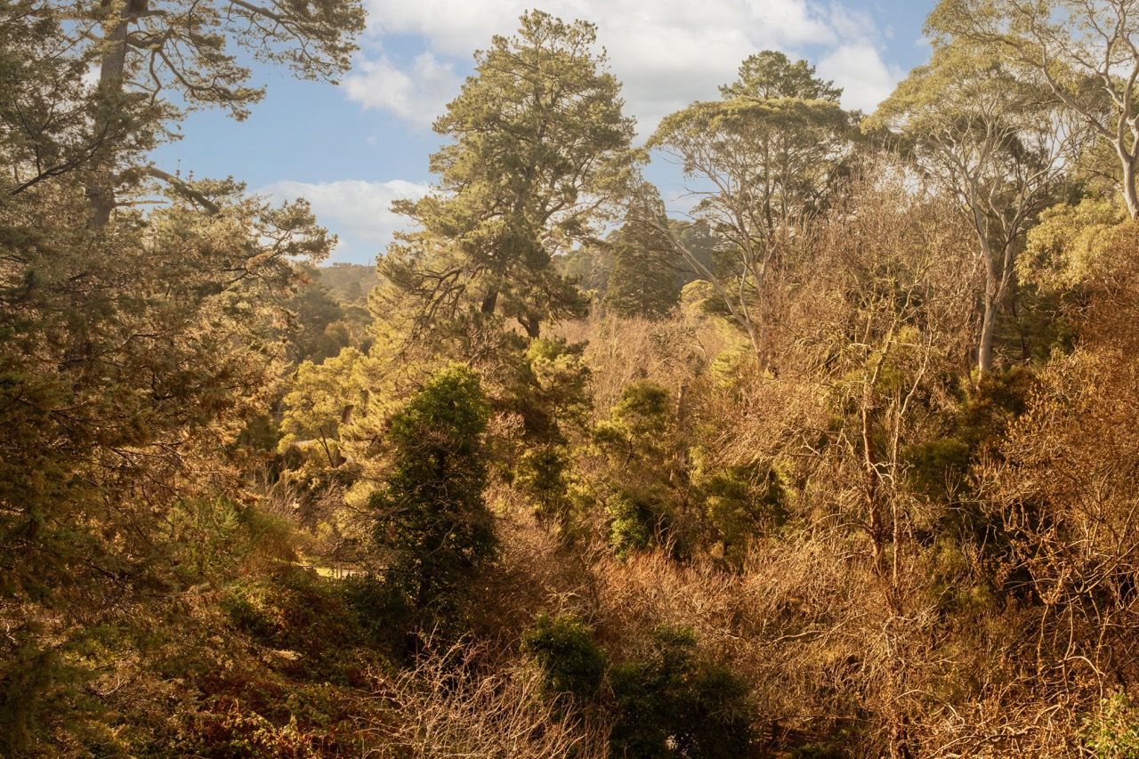 Nature raw beauty bush land